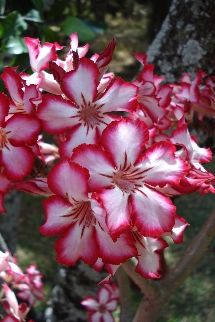 Impala Lily