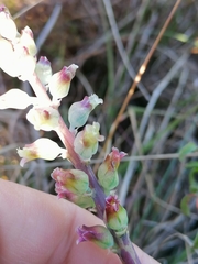 Lachenalia judithiae