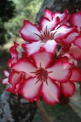 Adenium multiflorum