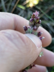 Lachenalia judithiae