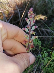 Lachenalia judithiae