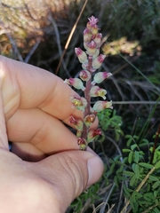 Lachenalia judithiae