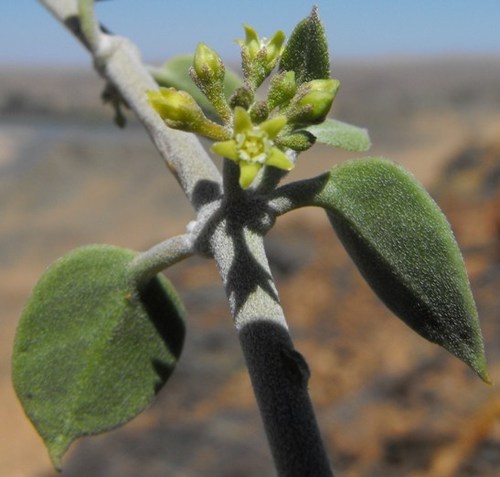 Desert Buckhorn (Cynanchum meyeri)