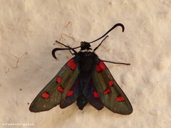 Zygaena lavandulae
