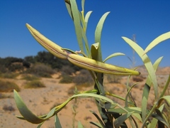 Ectadium virgatum