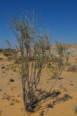 Ectadium virgatum
