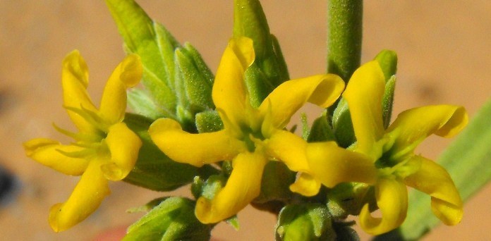 Slender Ectadium