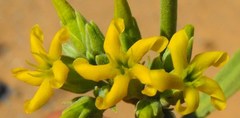 Ectadium virgatum