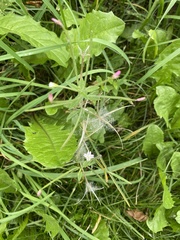 Epilobium pseudorubescens