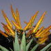 Mountain Aloe - Photo (c) juddkirkel, some rights reserved (CC BY-NC)
