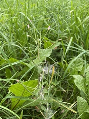 Epilobium pseudorubescens