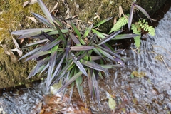 Xerophyta elegans
