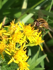 Helophilus neoaffinis