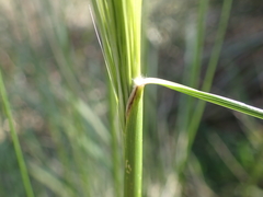 Austrostipa rudis