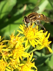 Helophilus neoaffinis