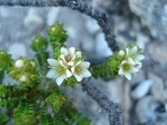Diosma oppositifolia