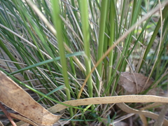 Austrostipa rudis