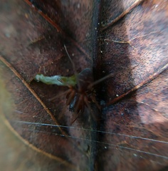 Scytodes fusca