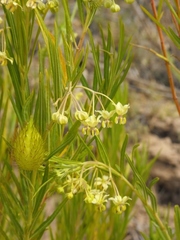 Gomphocarpus fruticosus fruticosus