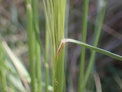 Austrostipa rudis