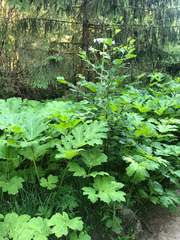 Heracleum sosnowskyi