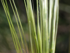 Austrostipa rudis