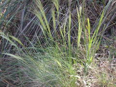 Austrostipa rudis