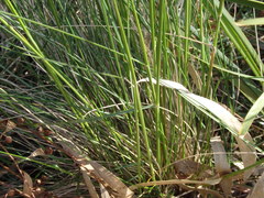 Austrostipa rudis