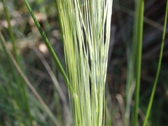Austrostipa rudis