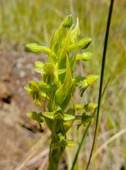 Habenaria pseudociliosa