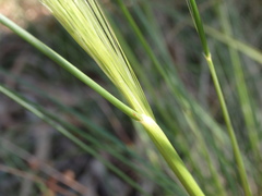 Austrostipa rudis