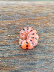 Cactoblastis cactorum