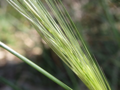 Austrostipa rudis