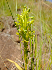 Habenaria pseudociliosa