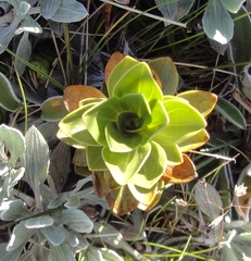 Gentianella impressinervia