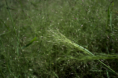 Muhlenbergia porteri