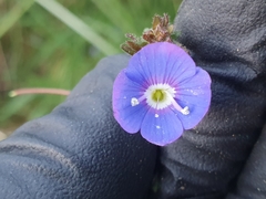 Creeping Speedwell (Veronica peduncularis)