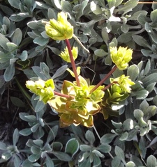 Gentianella impressinervia