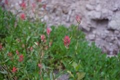 Castilleja miniata miniata