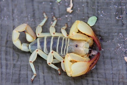 Kalahari Burrowing Scorpion