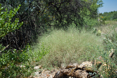 Muhlenbergia porteri