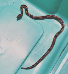 Leptodeira splendida splendida