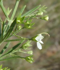 Teucrium trifidum
