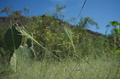 Muhlenbergia porteri