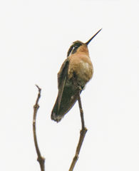 Lampornis