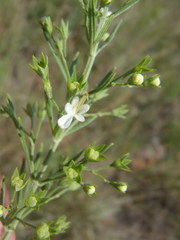 Teucrium trifidum