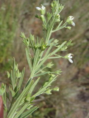 Teucrium trifidum