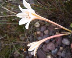 Cyrtanthus leptosiphon