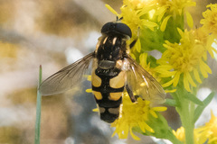 Helophilus obscurus
