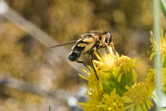 Helophilus obscurus